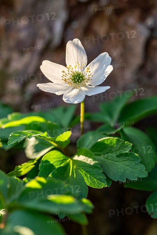 Close-up of a bush anemone or bush wind drone (Anemone nemorosa, synonym: Anemonoides nemorosa) at the bottom of a forest in spring, Germany