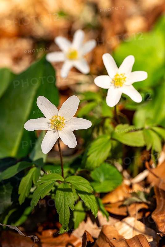 Close-up of three wood anemones or bush anemones (Anemone nemorosa, synonym: Anemonoides nemorosa) at the bottom of a forest in spring, Germany