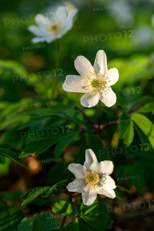 Close-up of wood anemones or bush anemones (Anemone nemorosa, synonym: Anemonoides nemorosa) at the bottom of a forest in spring, Germany