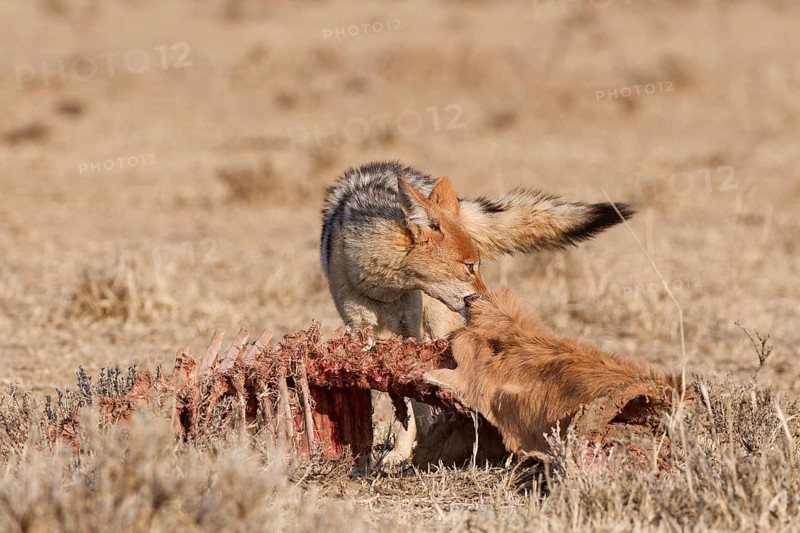 Black-backed jackal (Lupulella mesomelas), adult, feeding on skin and carcass of a common eland (Taurotragus oryx), Kgalagadi Transfrontier Park, Northern Cape, South Africa