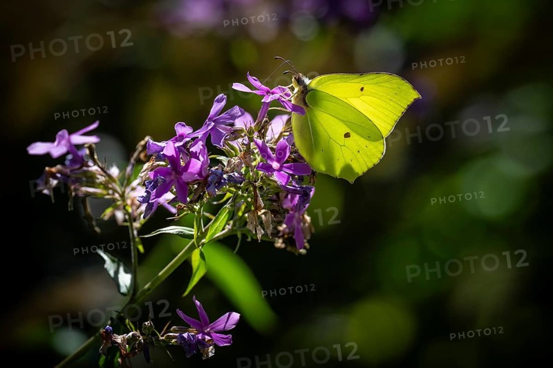 Lemon butterfly (Gonepteryx rhamni) sits on purple flowers of a flame flower or phlox, Finland