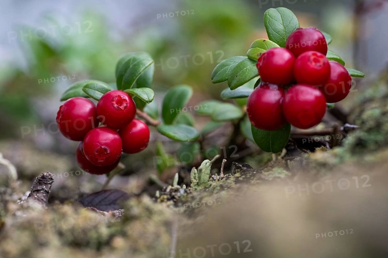 Ripe red shiny cranberries (Vaccinium vitis-idaea), forest, Sweden