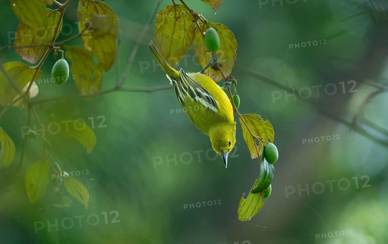Common Iora (Aegithina tiphia) hanging from a tree branch, Gazipur, Bangladesh