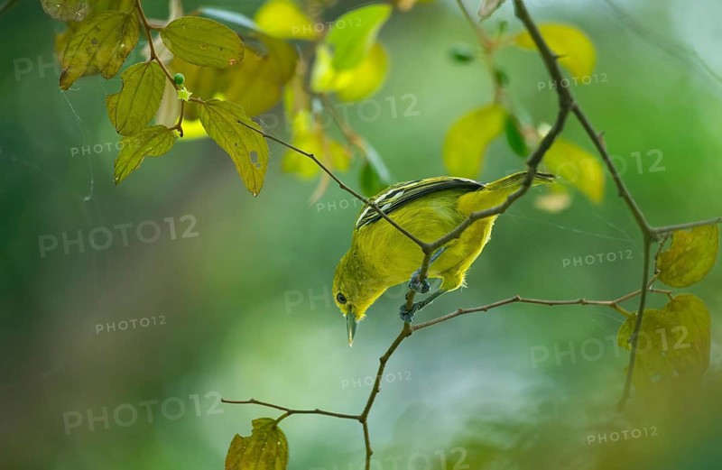 Common Iora (Aegithina tiphia) sitting on a tree branch, Gazipur, Bangladesh