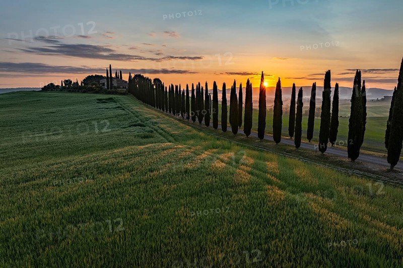 Poggio Covili estate with cypress alley (Cupressus) at sunrise, near San Quirico d'Orcia, Val d'Orcia, Siena Province, Tuscany, Italy