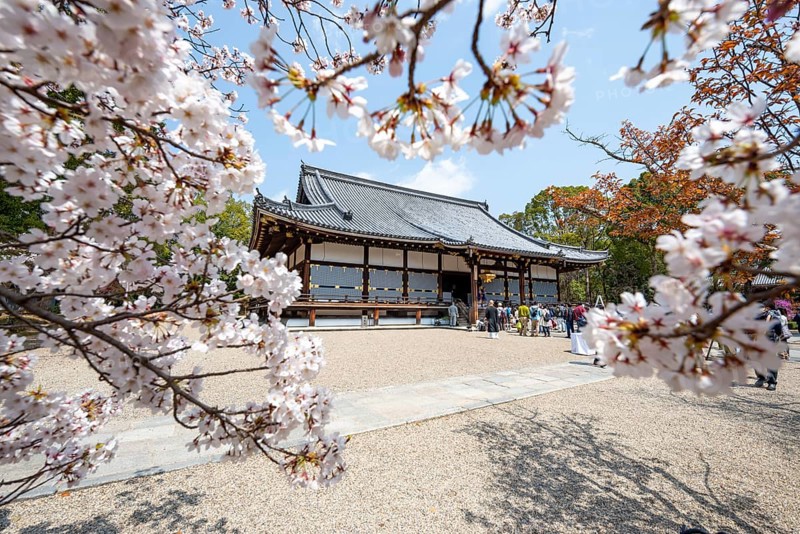 Blooming cherry trees, Kondo main hall of Ninna-ji Temple, Buddhist temple complex, Kyoto, Japan