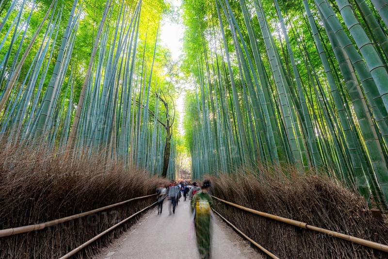 Visitors on their way through bamboo forest, motion blur, long exposure, towering bamboo stems in Arashiyama bamboo forest, Kyoto, Japan