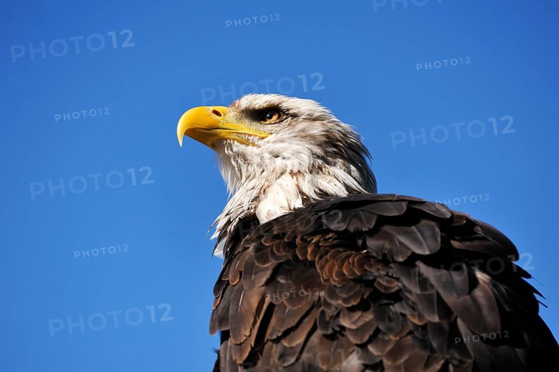 Bald eagle (Haliaeetus leucocephalus) against blue sky, public air show, Cologne, North Rhine-Westphalia, Germany