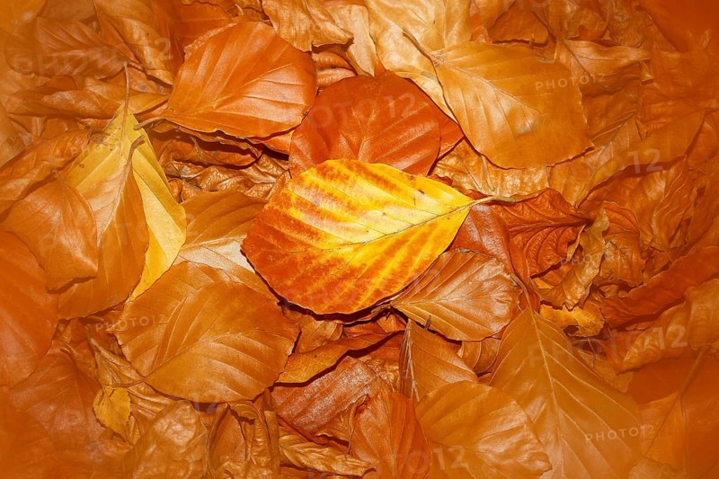 Beech (Fagus) leaves, close-up, alienation, in autumn, North Rhine-Westphalia, Germany