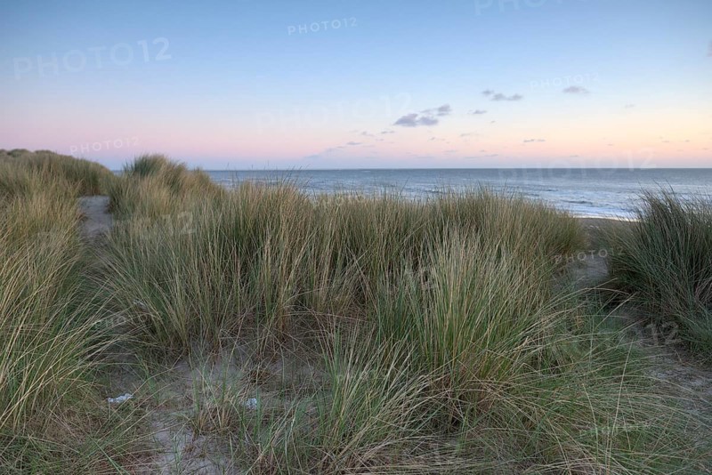 Dune landscape with beach grass on the North Sea, Texel, North Holland, Netherlands