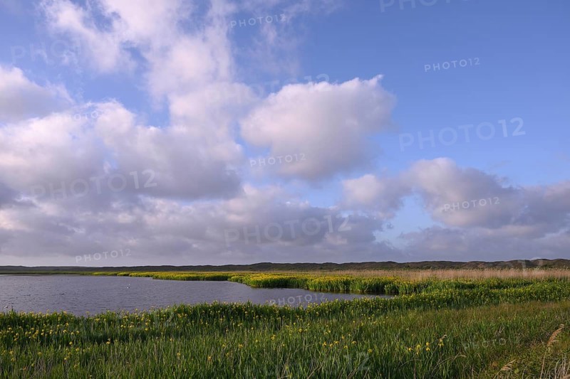 Blooming marsh iris (Iris peudacorus) in the wetland in dune landscape, Texel, North Holland, the Netherlands