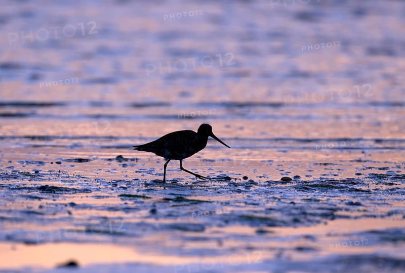 Pod-tailed woodcock (Limosa lapponica) in backlight on the beach, Texel, North Holland, the Netherlands