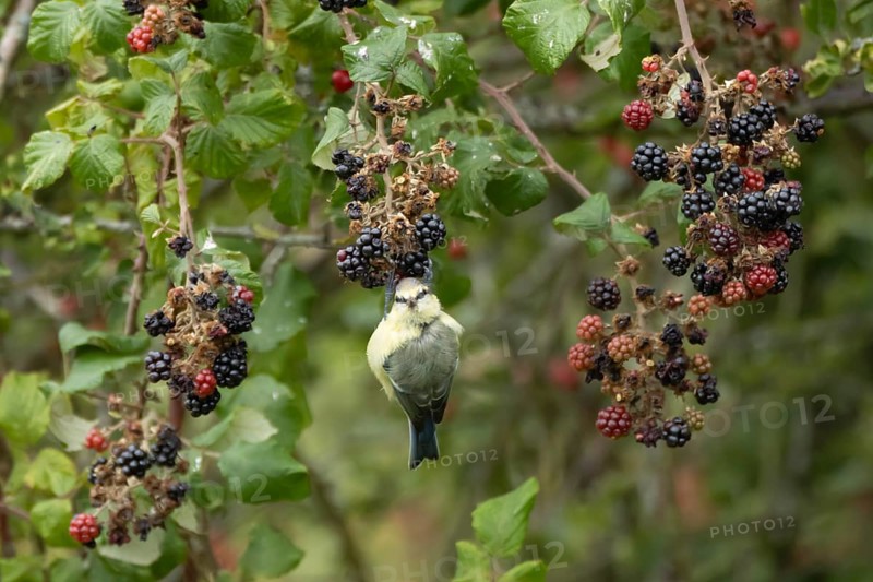 Blue tit (Cyanistes caeruleus) adult bird in a hedgerow on blackberries in summer, England, United Kingdom