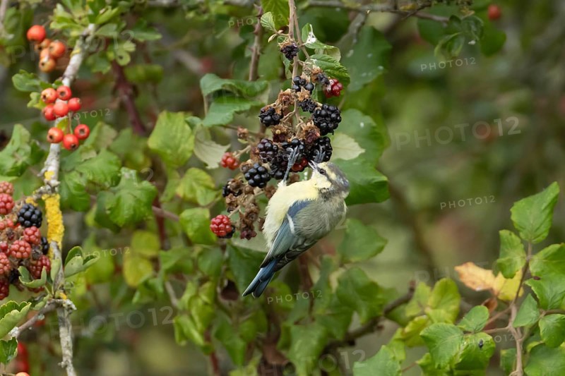 Blue tit (Cyanistes caeruleus) adult bird in a hedgerow feeding on blackberries in summer, England, United Kingdom