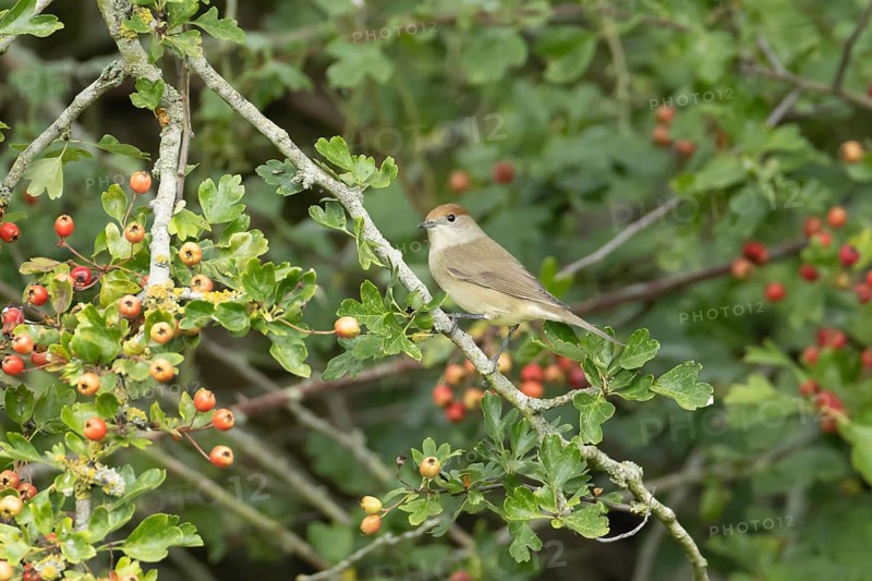 Eurasian blackcap (Sylvia atricapilla) adult female bird in a Hawthorn hedgerow with red berries in summer, England, United Kingdom