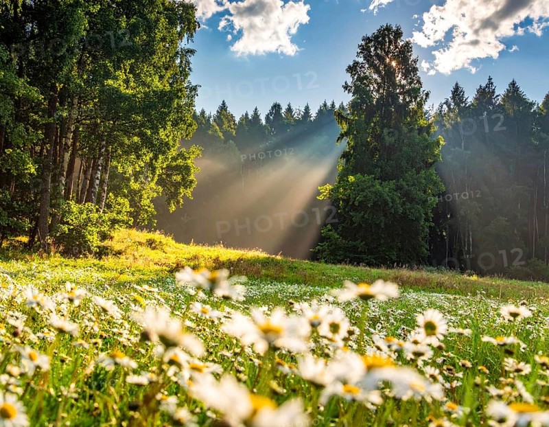 A sunlit meadow with daisies against a forest backdrop under a blue sky, Late summer country landscape with daisies meadow and sunbeams, forest in blurred background, hilly landscape in sunrise or sunset, tranquil nature template or poster for beauty of nature, AI generated