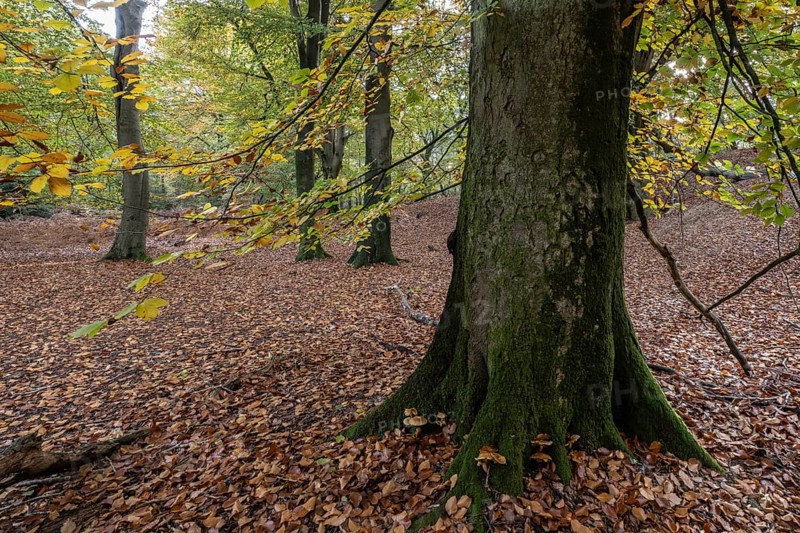 Beech forest (Fagus sylvatica) in autumn leaves, Emsland, Lower Saxony, Germany