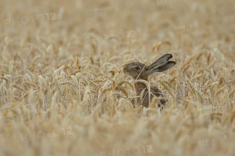 European brown hare (Lepus europaeus) adult animal feeding on a wheat sheath in a farmland field in summer, England, United Kingdom