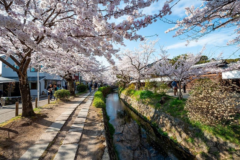 Footpath along a canal, cherry blossoms in spring, Philosopher's Path or Tetsugaku no michi, Kyoto, Japan