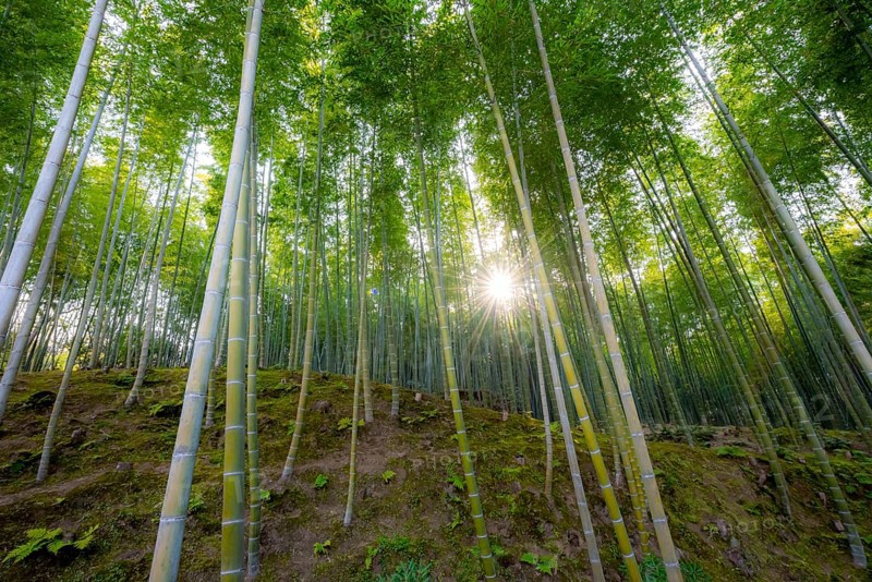 Towering bamboo stems in Arashiyama bamboo forest, with sun star, Kyoto, Japan