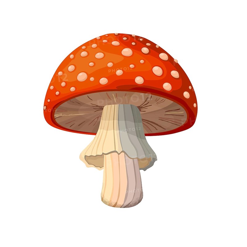 Amanita Muscaria mushroom vector drawing on white