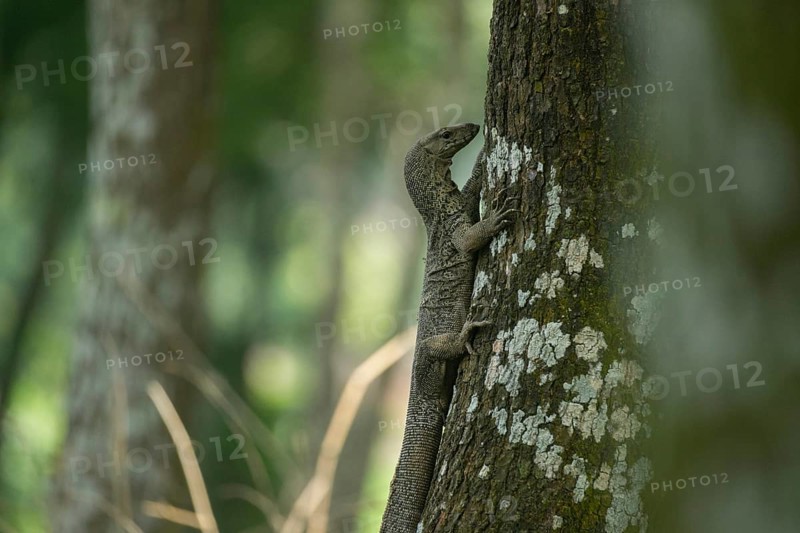 A lizard gripping a tree trunk in a dense, natural outdoor environment, Garipur, Bangladesh
