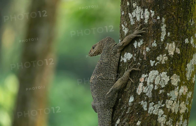 A Bengal monitor or Indian monitor (Varanus bengalensis) climbing a tree in an outdoor environment surrounded by greenery, Garipur, Bangladesh