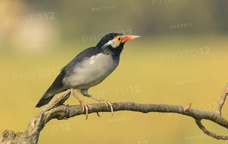 Indian pied myna (Gracupica contra) on a branch with a blurred natural background, Gazipur, Bangladesh