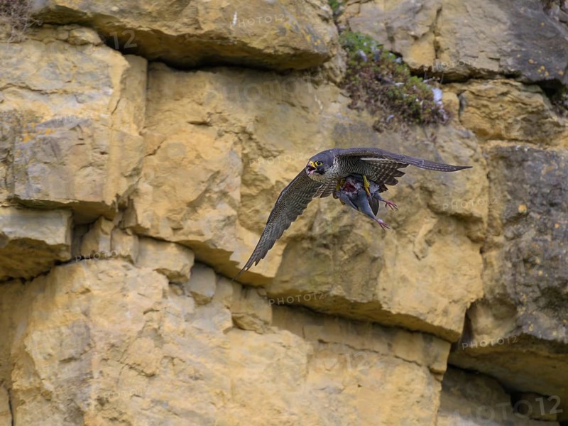 Peregrine falcon (Falco peregrinus), Peregrine falcon, flying with prey on a rock wall, biosphere area, Swabian Jura, Baden-Württemberg, Germany