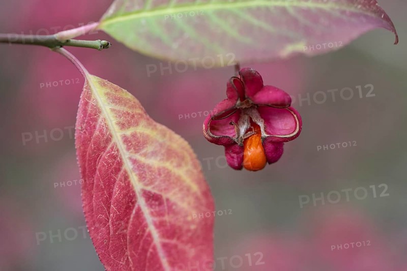 Common spindle bush (Euonymus europaeus), fruits, Emsland, Lower Saxony, Germany