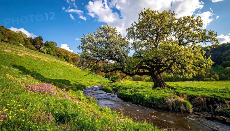 A serene landscape featuring a large tree by a stream at sunset with vibrant green grass and blooming flowers, spring landscape, the oak branch of nature, clear blue sky, idyllic atmosphere with green grass meadow, hills in the calm nature, AI generated