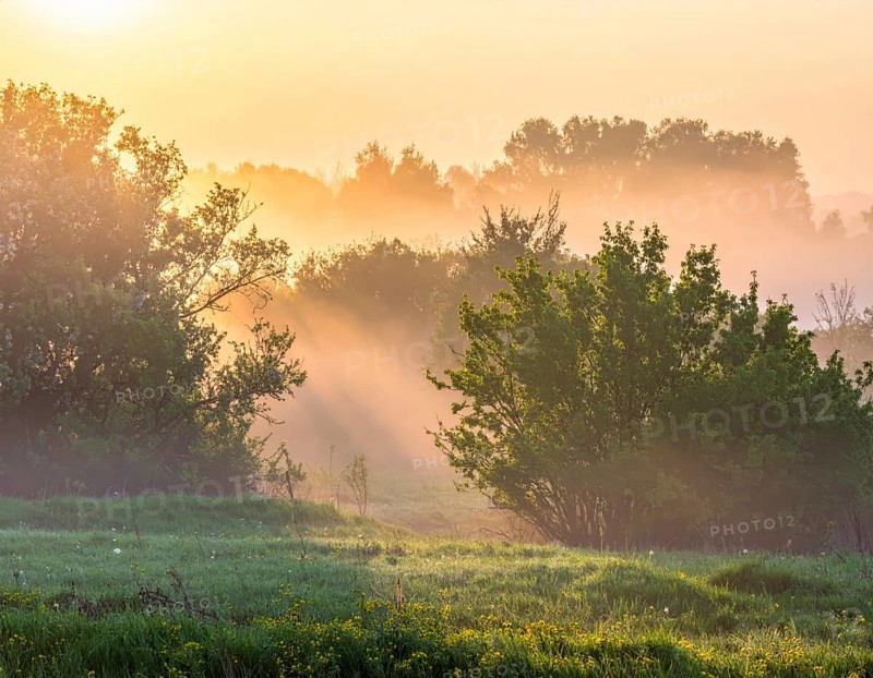 A misty field at sunrise with soft light illuminating trees and greenery, creating a serene atmosphere, spring or summer landscape, morning and the first sun lights at sunrise in fog, clear sky, idyllic nature with calm atmosphere, trees on hills, foggy river with mist, AI generated