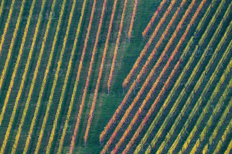 Typical landscape in autumn with vineyards, South Styrian hills, South Styrian wine route, Styria, Austria