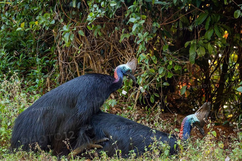Mating behavior of helmet cassowaries in the Queensland rainforest Australia