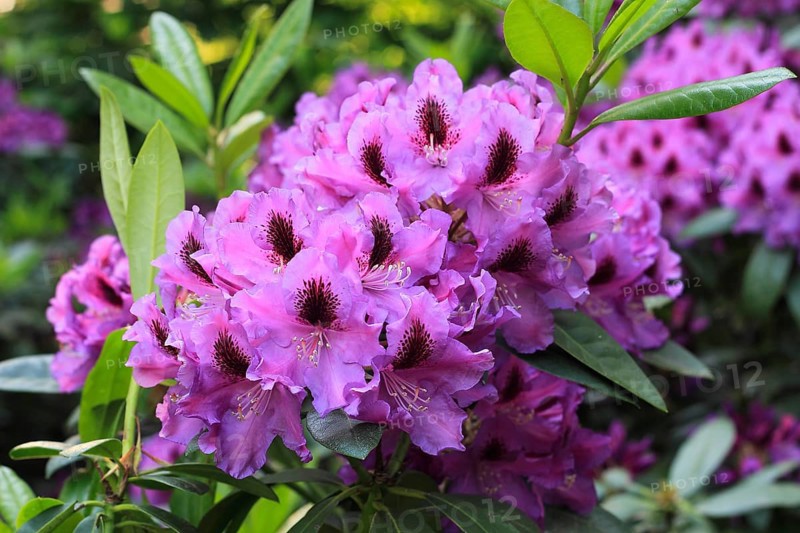 Rhododendron flowers (Rhododendron), North Rhine-Westphalia, Germany