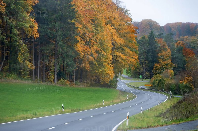 Mixed forest in autumn colors in Franconia on the B2 Nuremberg-Bayreuth, Upper Franconia, Bavaria, Germany