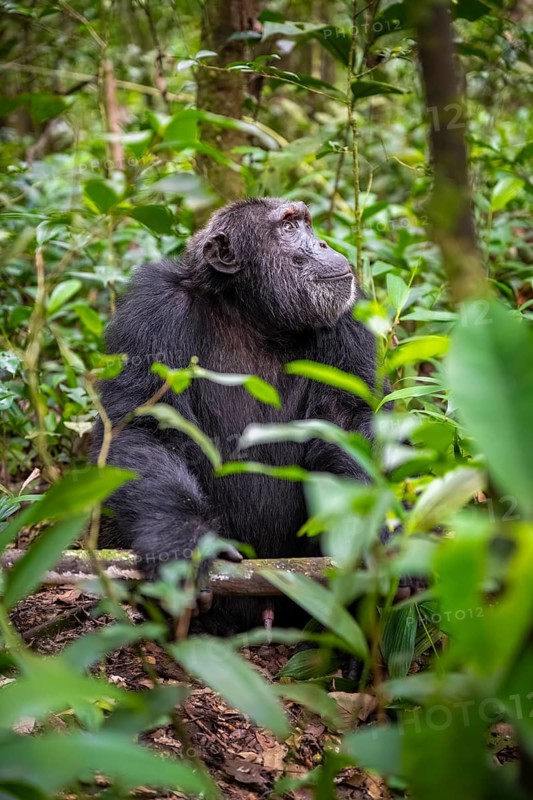Chimpanzee (Pan Troglodytes), male on the ground, jungle in Kibale National Park, Uganda