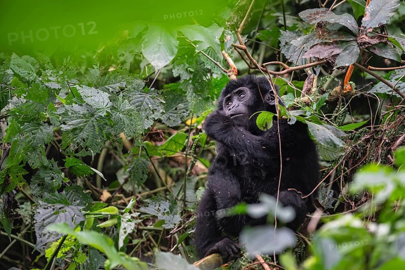 Mountain gorilla (Gorilla beringei beringei), juvenile, Bwindi Impenetrable Forest, Uganda