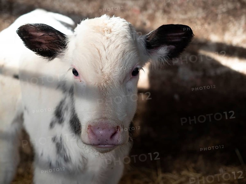 Adorable white and black calf standing in a barn stall, at the sunlight