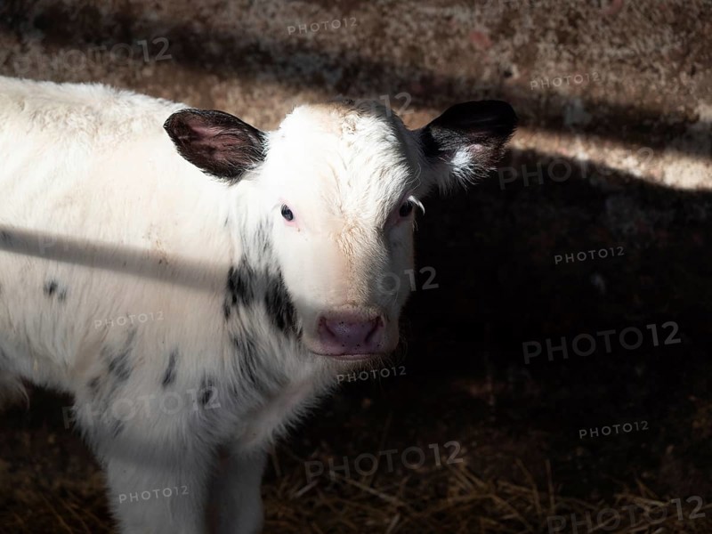 White and black calf standing in barn stall
