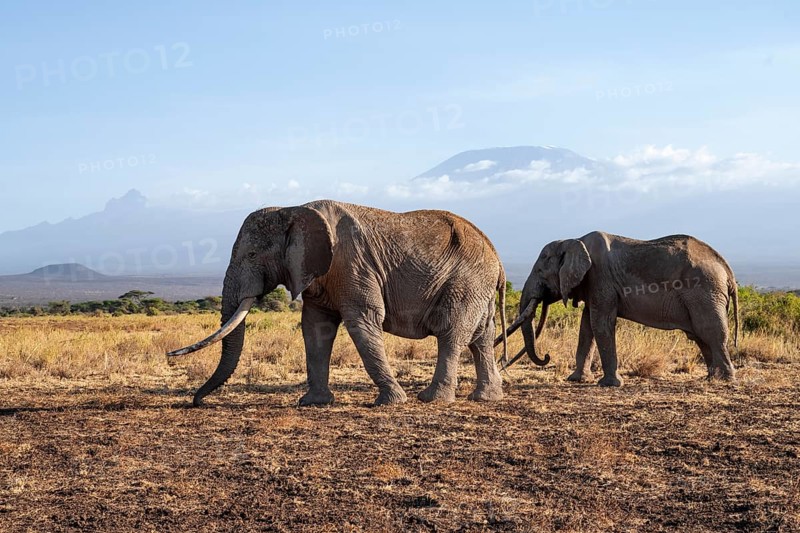 Two African elephants (Loxodonta africana) in a picturesque landscape with the summit of Mount Kilimanjaro, the famous Super Tusker elephant Craig and Pascal, old male with long tusks, in atmospheric evening light, Kajiado County, Kenya