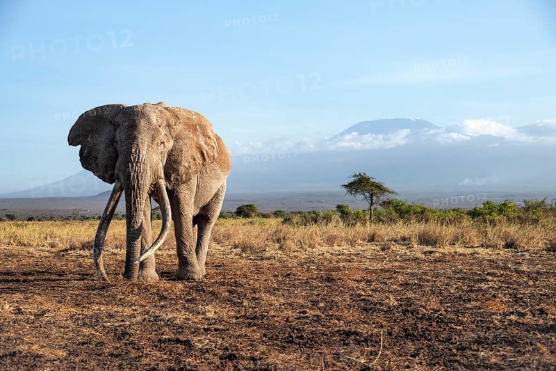 African elephant (Loxodonta africana) in picturesque landscape with the summit of Mount Kilimanjaro, the famous Super Tusker elephant Craig, old male with long tusks, in the evening light, Kajiado County, Kenya