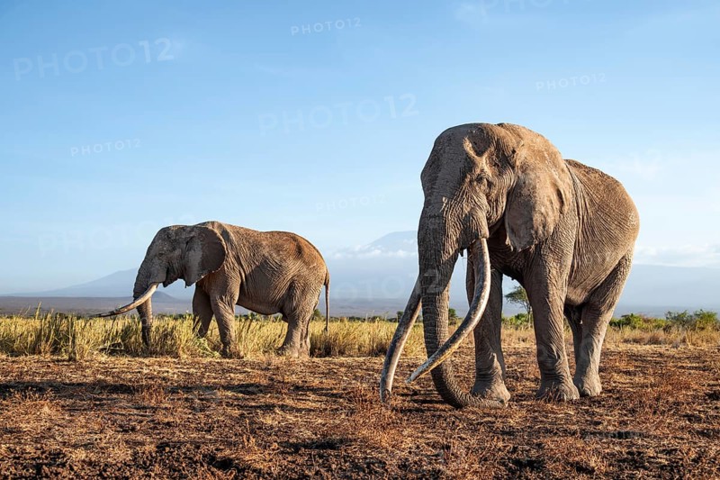 Two African elephants (Loxodonta africana) in a picturesque landscape with the summit of Mount Kilimanjaro, the famous Super Tusker elephant Craig with his friend Pascal, old male with long tusks, in the evening light, Kajiado County, Kenya