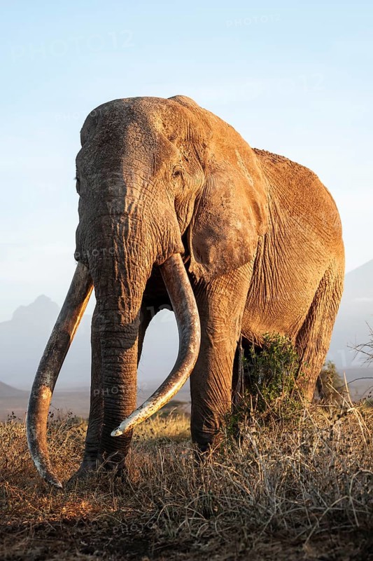 African elephant (Loxodonta africana), the famous Super Tusker elephant Craig, old male with long tusks, in the evening light, Kajiado County, Kenya