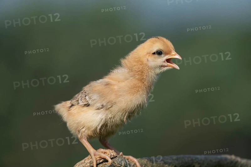 Newborn chick standing on a tree branch