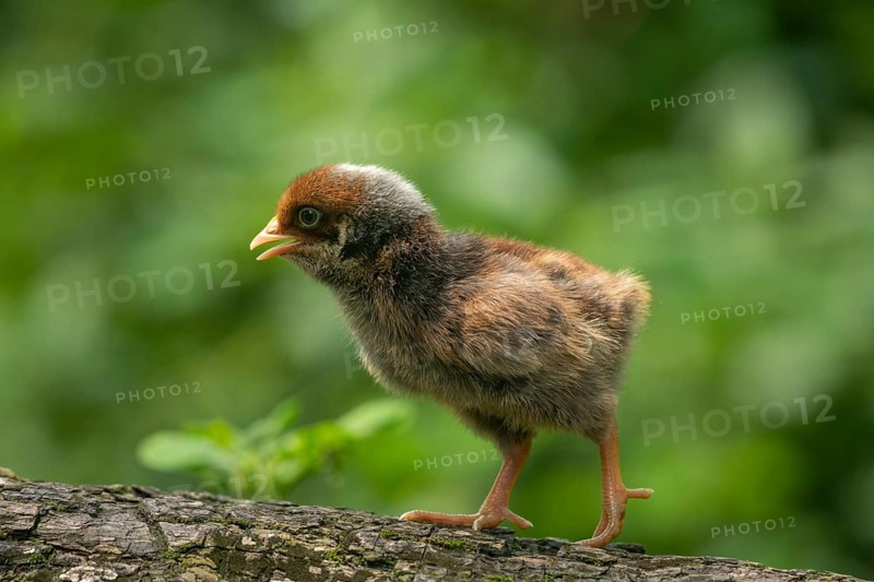 A fluffy baby chicken walks on a tree against a soft green background