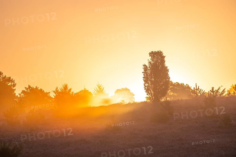 Golden sunbeams over the blooming Lüneburger Heide near Niederhaverbeck