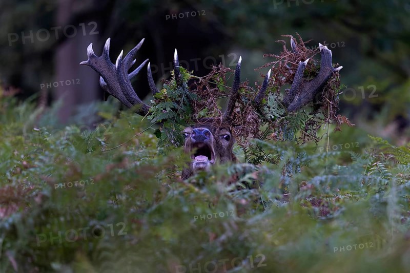 Red deer at the rutting 2025, London, Great Britain