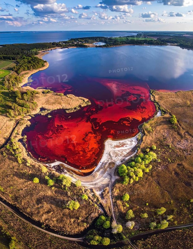 Red algae plant on the lake. abstract ecology nature concept, wild landscape with vibrant red colored water and green forest on a sunny day in summer, Aerial view, wilderness nature with no people around, AI generated