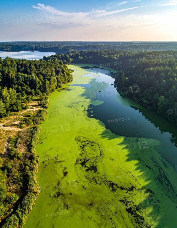 Green algae on the lake. Aerial view of nature, landscape with hills and forest in summer, cloudy sky, golden light at sunset, AI generated